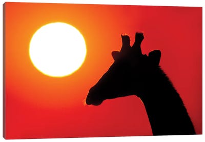 Southern Giraffe At Sunset VII, Etosha National Park, Namibia Canvas Art Print - Namibia