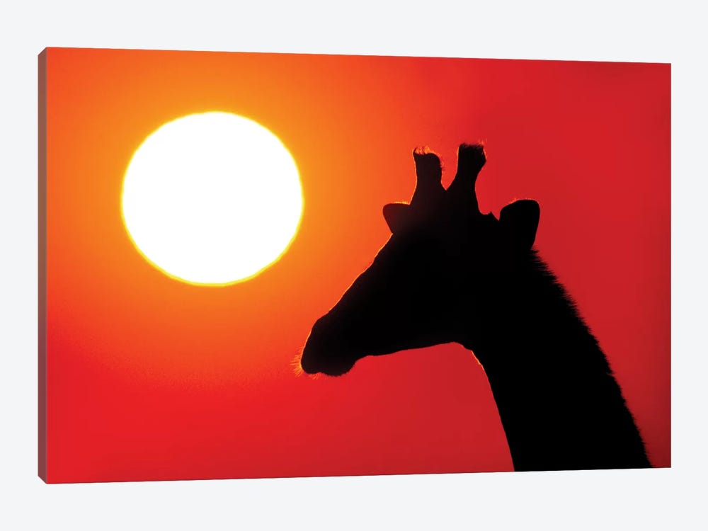 Southern Giraffe At Sunset VII, Etosha National Park, Namibia by Panoramic Images 1-piece Canvas Wall Art