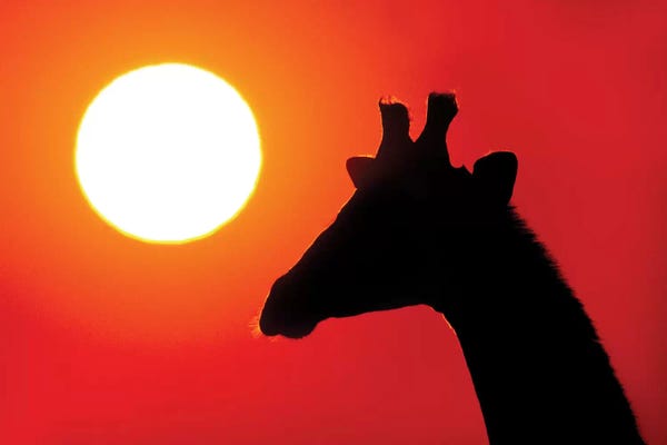 Namibia: Southern Giraffe At Sunset VII, Etosha National Park, Namibia by Panoramic Images
