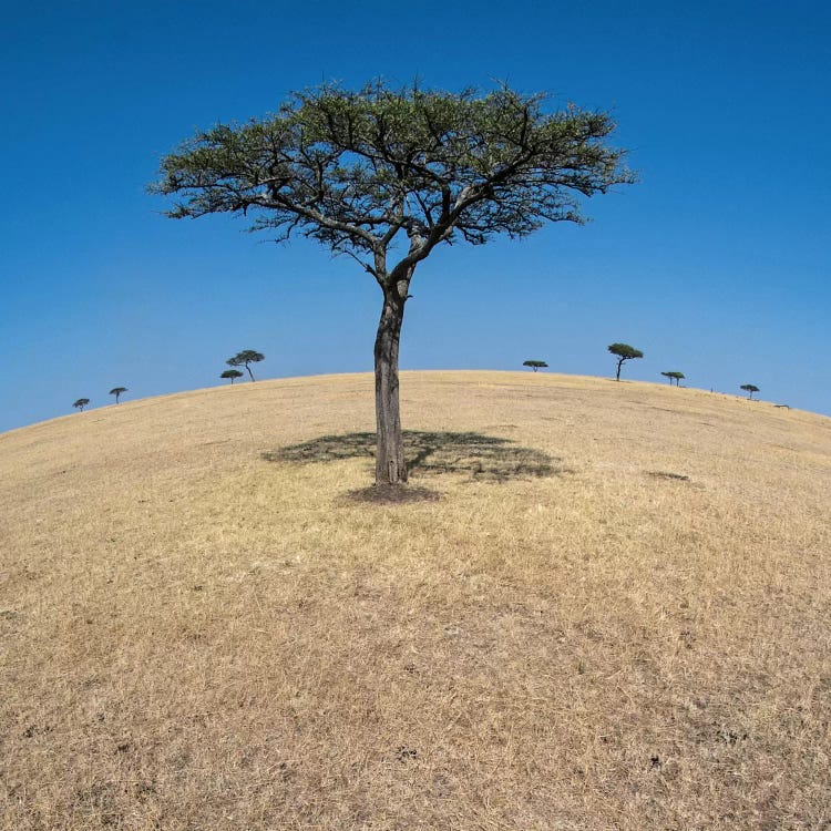 Plains Landscape II, Ndutu, Ngorongoro Conservation Area, Crater Highlands, Arusha Region, Tanzania