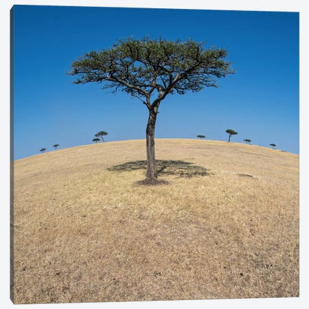Plains Landscape II, Ndutu, Ngorongoro Conservation Area, Crater Highlands, Arusha Region, Tanzania Canvas Print #PIM13809} by Panoramic Images Canvas Art