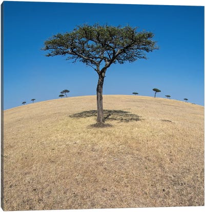 Plains Landscape II, Ndutu, Ngorongoro Conservation Area, Crater Highlands, Arusha Region, Tanzania Canvas Art Print - Tanzania