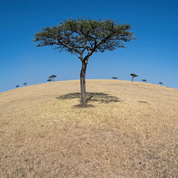 Tanzania: Plains Landscape II, Ndutu, Ngorongoro Conservation Area, Crater Highlands, Arusha Region, Tanzania by Panoramic Images