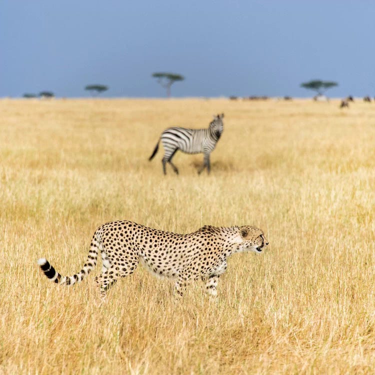 Preying Cheetah I, Tanzania