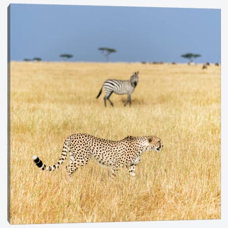 Preying Cheetah I, Tanzania Canvas Print #PIM13810} by Panoramic Images Canvas Art Print