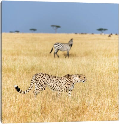 Preying Cheetah I, Tanzania Canvas Art Print - Tanzania