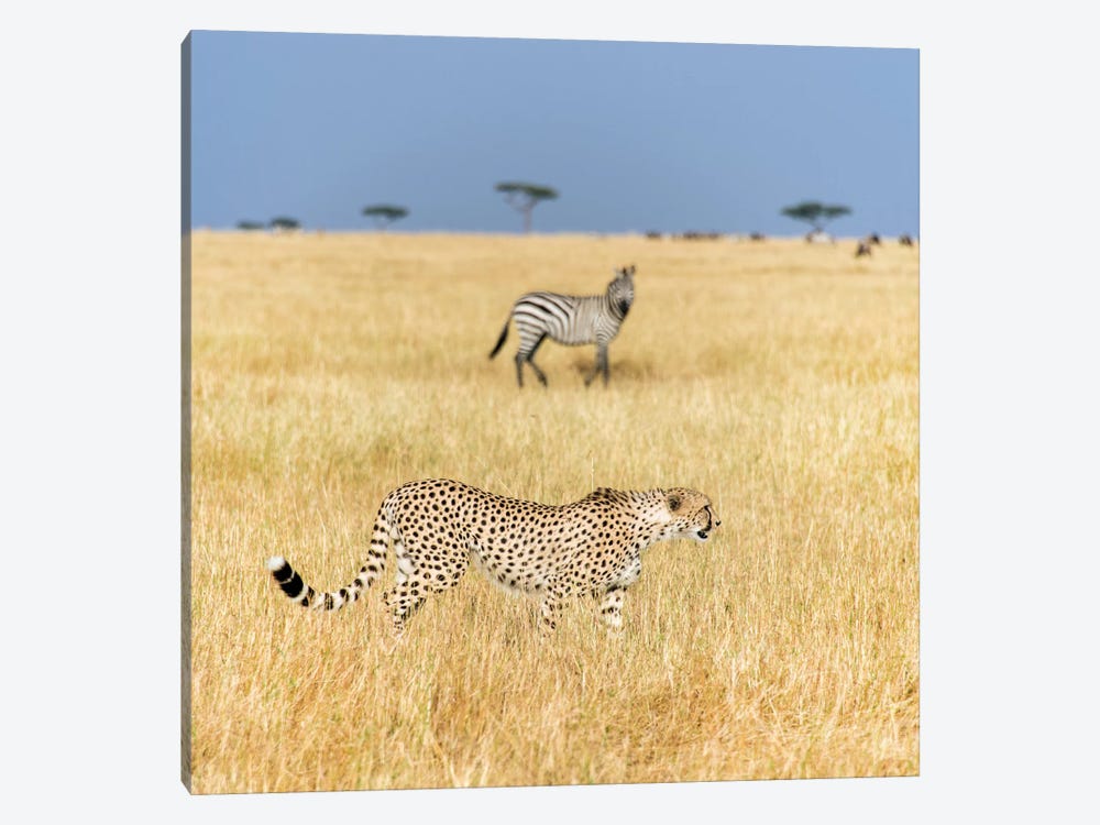 Preying Cheetah I, Tanzania by Panoramic Images 1-piece Canvas Wall Art