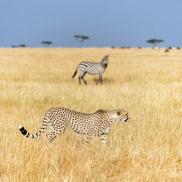 Zebras: Preying Cheetah I, Tanzania by Panoramic Images