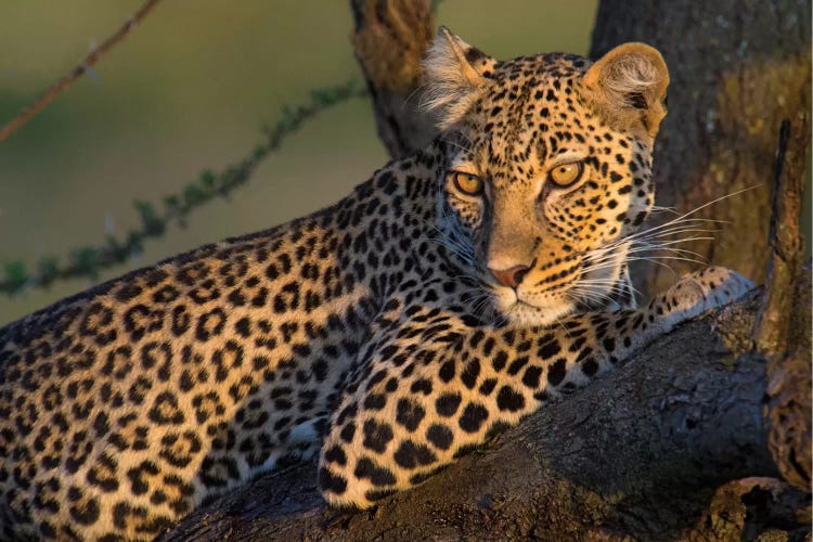 Leopard IV, Ndutu, Ngorongoro Conservation Area, Crater Highlands, Arusha Region, Tanzania