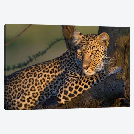 Leopard IV, Ndutu, Ngorongoro Conservation Area, Crater Highlands, Arusha Region, Tanzania Canvas Print #PIM13831} by Panoramic Images Art Print
