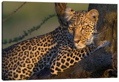 Leopard IV, Ndutu, Ngorongoro Conservation Area, Crater Highlands, Arusha Region, Tanzania Canvas Art Print - Wildlife Conservation Art
