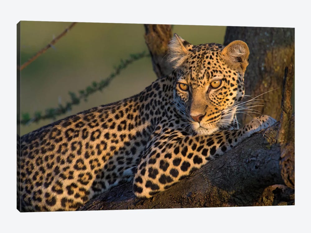Leopard IV, Ndutu, Ngorongoro Conservation Area, Crater Highlands, Arusha Region, Tanzania 1-piece Canvas Art Print