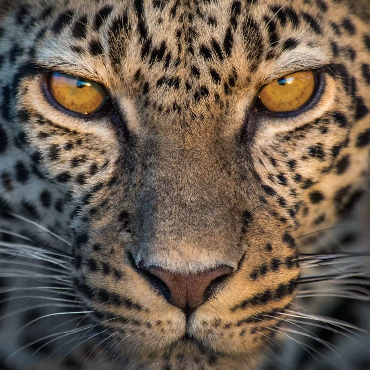 Leopard VII, Ndutu, Ngorongoro Conservation Area, Crater Highlands, Arusha Region, Tanzania