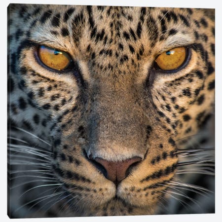 Leopard VII, Ndutu, Ngorongoro Conservation Area, Crater Highlands, Arusha Region, Tanzania Canvas Print #PIM13834} by Panoramic Images Canvas Art