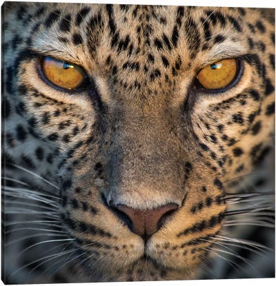Leopard VII, Ndutu, Ngorongoro Conservation Area, Crater Highlands, Arusha Region, Tanzania Canvas Art Print