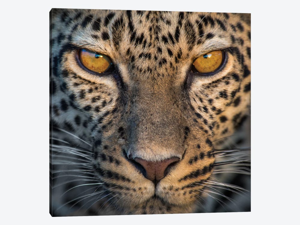 Leopard VII, Ndutu, Ngorongoro Conservation Area, Crater Highlands, Arusha Region, Tanzania by Panoramic Images 1-piece Canvas Art