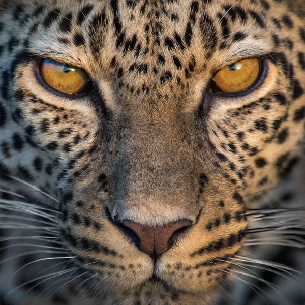 Wildlife Conservation: Leopard VII, Ndutu, Ngorongoro Conservation Area, Crater Highlands, Arusha Region, Tanzania by Panoramic Images