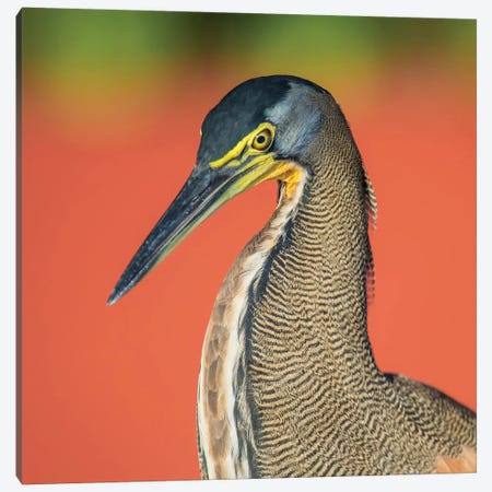 Bare-Throated Tiger Heron I, Tortuguero, Limon Province, Costa Rica Canvas Print #PIM13908} by Panoramic Images Canvas Print