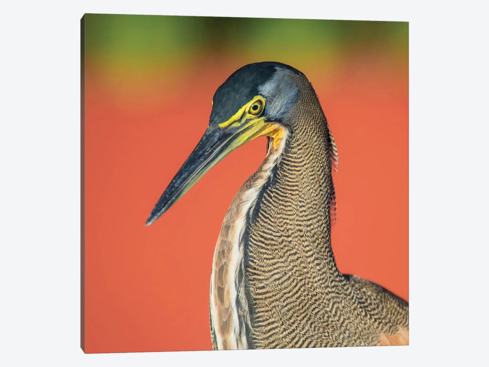Bare-Throated Tiger Heron I, Tortuguero, Limon Province, Costa Rica by Panoramic Images 1-piece Canvas Wall Art