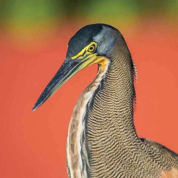 Central America: Bare-Throated Tiger Heron I, Tortuguero, Limon Province, Costa Rica by Panoramic Images
