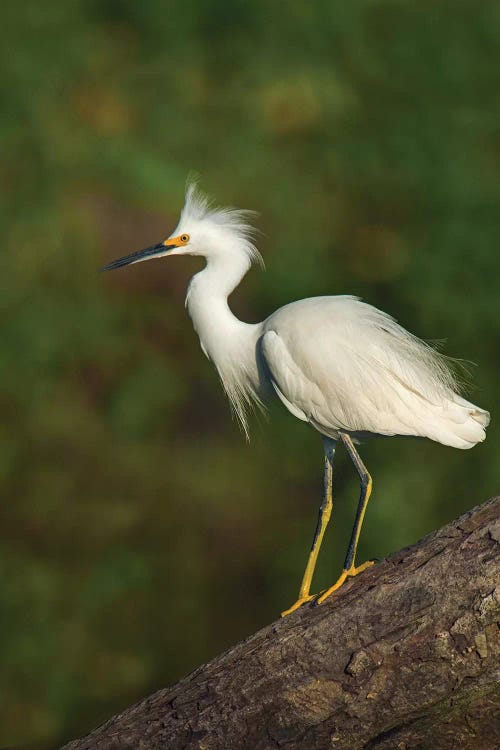 Snowy Egret, Tortuguero, Limon Province, Costa Rica