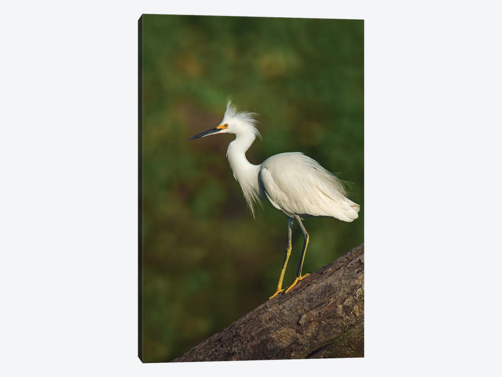Snowy Egret, Tortuguero, Limon Province, Costa Rica by Panoramic Images 1-piece Canvas Art Print