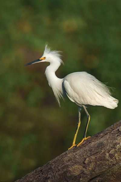 Central America: Snowy Egret, Tortuguero, Limon Province, Costa Rica by Panoramic Images