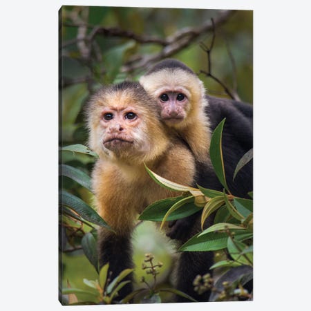 White-Throated Capuchin Monkeys, Tortuguero, Limon Province, Costa Rica Canvas Print #PIM13910} by Panoramic Images Canvas Art
