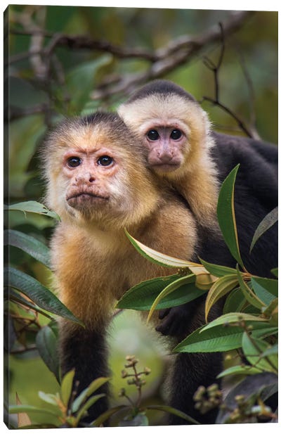 White-Throated Capuchin Monkeys, Tortuguero, Limon Province, Costa Rica Canvas Art Print - Primate Art
