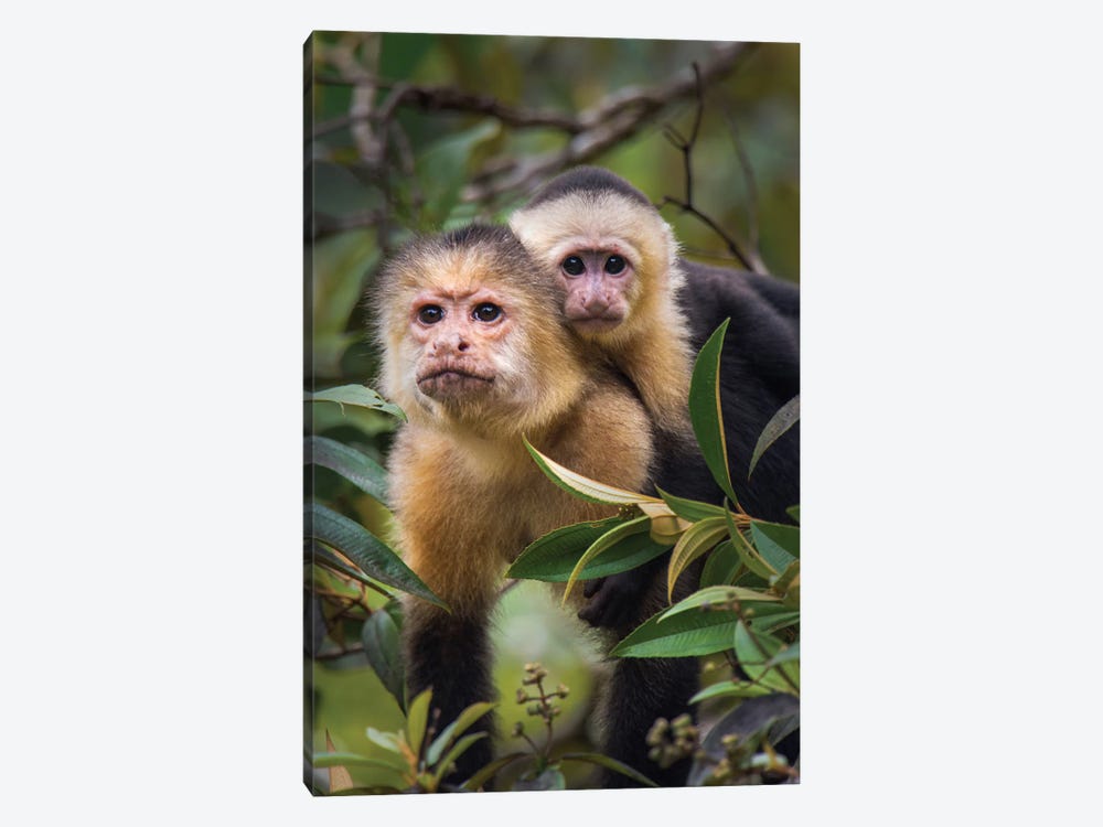 White-Throated Capuchin Monkeys, Tortuguero, Limon Province, Costa Rica by Panoramic Images 1-piece Art Print