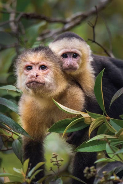 Central America: White-Throated Capuchin Monkeys, Tortuguero, Limon Province, Costa Rica by Panoramic Images