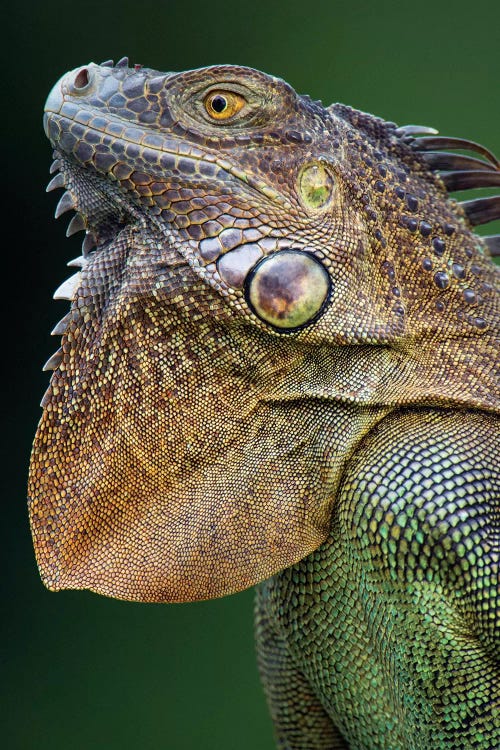 Green Iguana, Sarapiqui, Heredia Province, Costa Rica