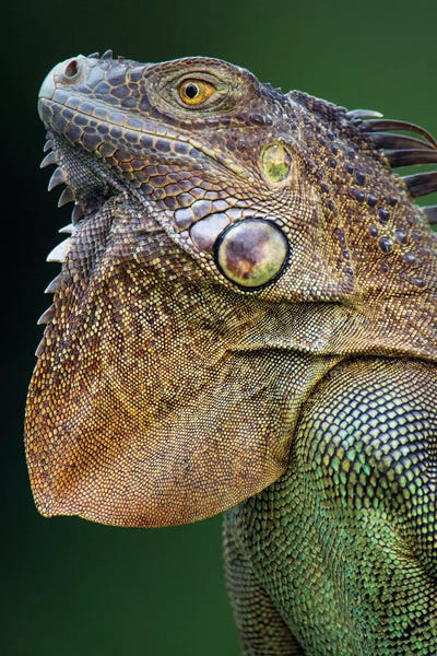 Lizards: Green Iguana, Sarapiqui, Heredia Province, Costa Rica by Panoramic Images