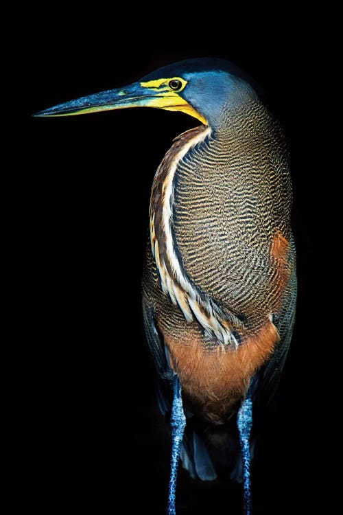 Bare-Throated Tiger Heron II, Tortuguero, Limon Province, Costa Rica