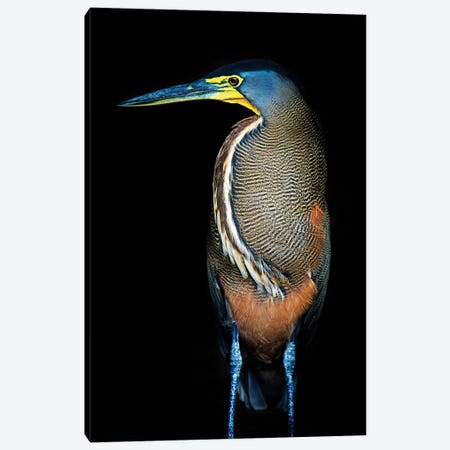 Bare-Throated Tiger Heron II, Tortuguero, Limon Province, Costa Rica Canvas Print #PIM13912} by Panoramic Images Canvas Wall Art