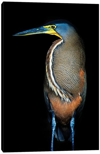 Bare-Throated Tiger Heron II, Tortuguero, Limon Province, Costa Rica Canvas Art Print - Heron Art