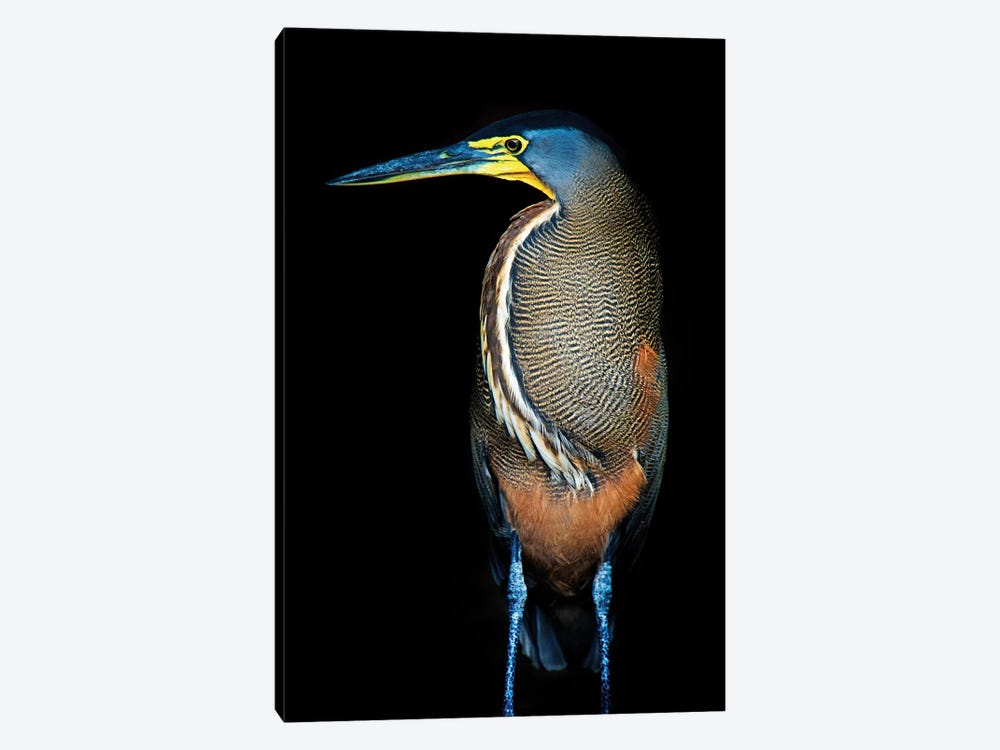 Bare-Throated Tiger Heron II, Tortuguero, Limon Province, Costa Rica by Panoramic Images 1-piece Art Print