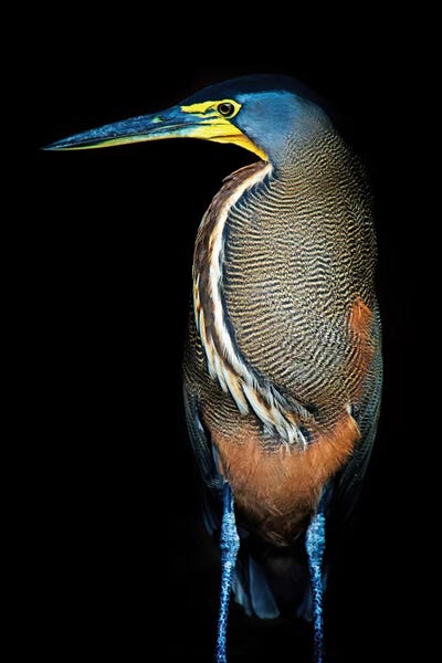 Central America: Bare-Throated Tiger Heron II, Tortuguero, Limon Province, Costa Rica by Panoramic Images