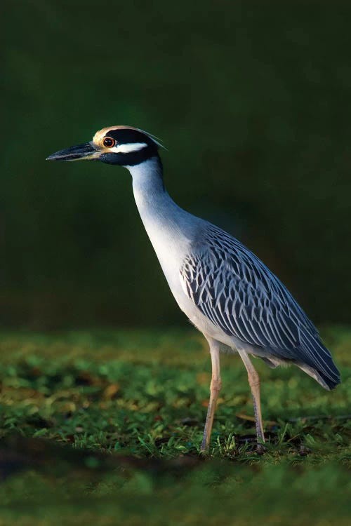 Yellow-Crowned Night Heron, Tortuguero, Limon Province, Costa Rica