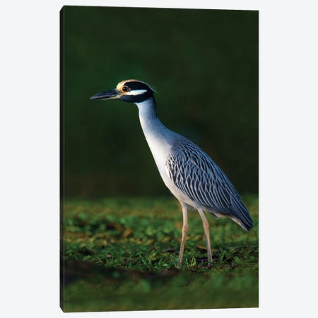 Yellow-Crowned Night Heron, Tortuguero, Limon Province, Costa Rica Canvas Print #PIM13913} by Panoramic Images Canvas Art