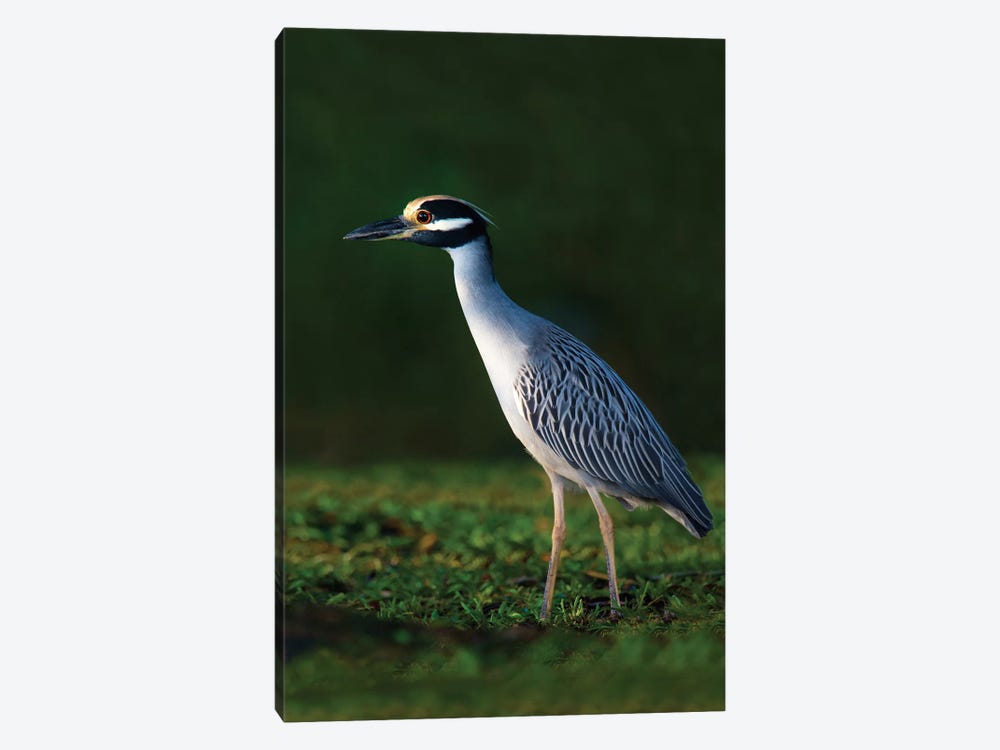 Yellow-Crowned Night Heron, Tortuguero, Limon Province, Costa Rica by Panoramic Images 1-piece Canvas Artwork
