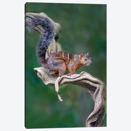 Variegated Squirrel, Sarapiqui, Heredia Province, Costa Rica Canvas Print #PIM13914} by Panoramic Images Canvas Print