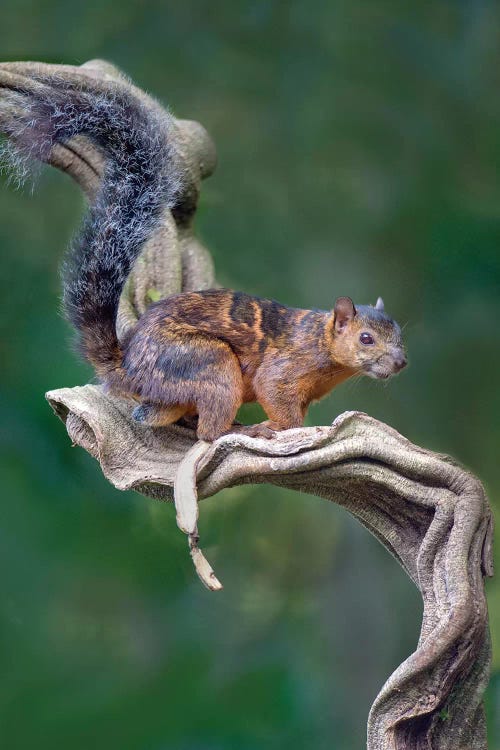 Variegated Squirrel, Sarapiqui, Heredia Province, Costa Rica