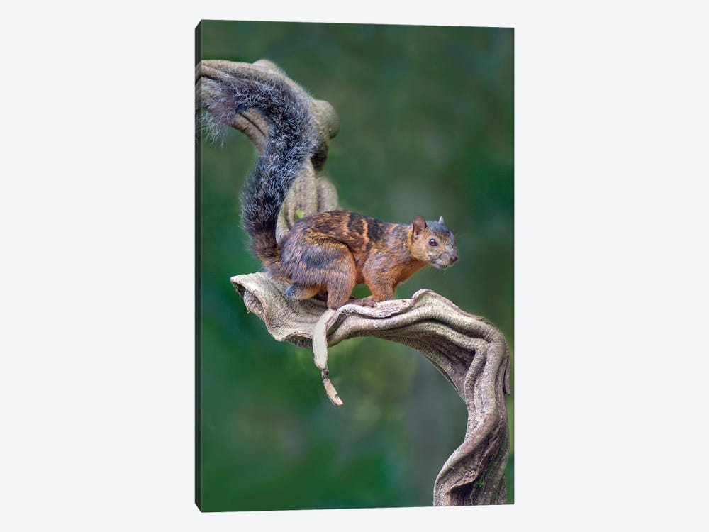 Variegated Squirrel, Sarapiqui, Heredia Province, Costa Rica by Panoramic Images 1-piece Canvas Art Print