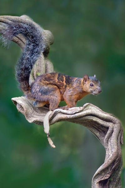 Central America: Variegated Squirrel, Sarapiqui, Heredia Province, Costa Rica by Panoramic Images