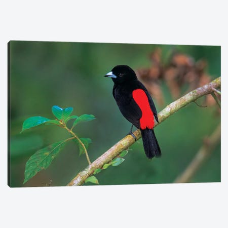 Crimson-Backed Tanager, Sarapiqui, Heredia Province, Costa Rica Canvas Print #PIM13915} by Panoramic Images Art Print