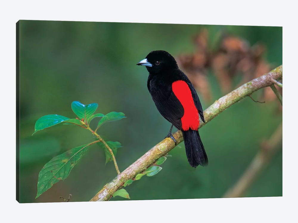 Crimson-Backed Tanager, Sarapiqui, Heredia Province, Costa Rica by Panoramic Images 1-piece Canvas Art