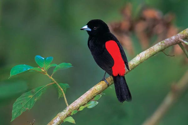 Costa Rica: Crimson-Backed Tanager, Sarapiqui, Heredia Province, Costa Rica by Panoramic Images