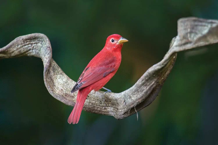 Summer Tanager, Sarapiqui, Heredia Province, Costa Rica