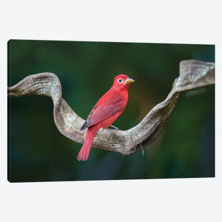 Summer Tanager, Sarapiqui, Heredia Province, Costa Rica Canvas Print #PIM13916} by Panoramic Images Canvas Print